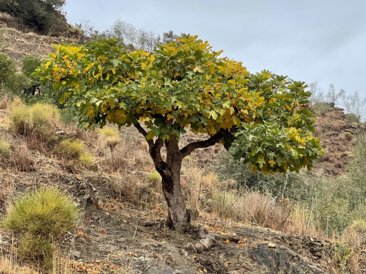 Casa Del Limon Daire Canillas de Aceituno Dış mekan fotoğraf